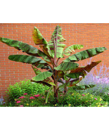 Musa sikkimensis &#39;Red Tiger&#39; - 10 seeds - $6.49