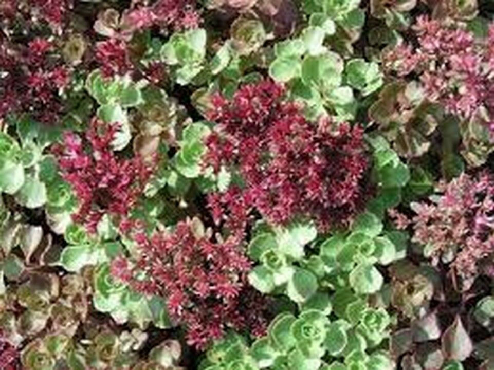 100 Pcs Purple Carpet Sedum Flower Seeds MNSS Seeds & Bulbs