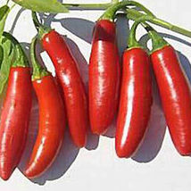 SHIP FROM US 500 MG ~60 SEEDS - SERRANO TAMPIQUENO HOT PEPPER - HEIRLOOM... - $15.96
