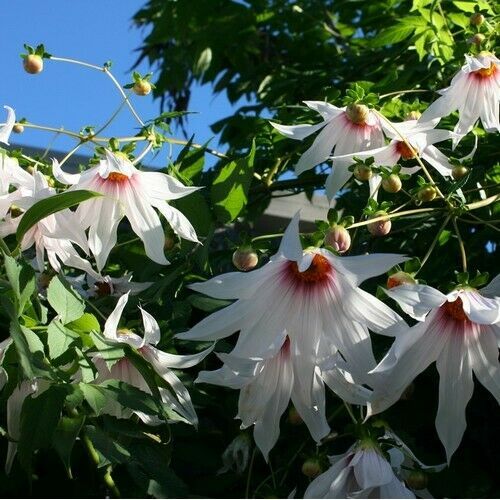 PREMIUM SEED 50 Seeds Weeping Tree Dahlia (Dahlia campanulata), UTS05 ...