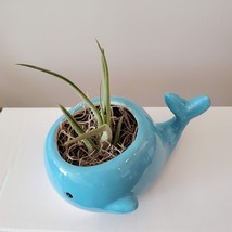 Whale Planter with Air Plant, live plant, 6" blue ceramic animal planter image 6