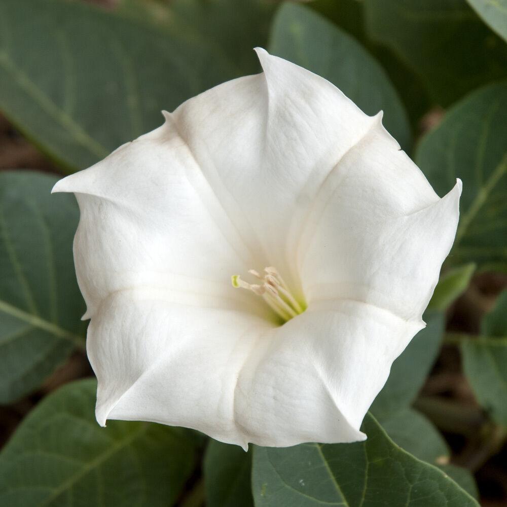 * MOONFLOWER * TALL NIGHT FLOWERING * FRAGRANT * 20 FT LENGTH