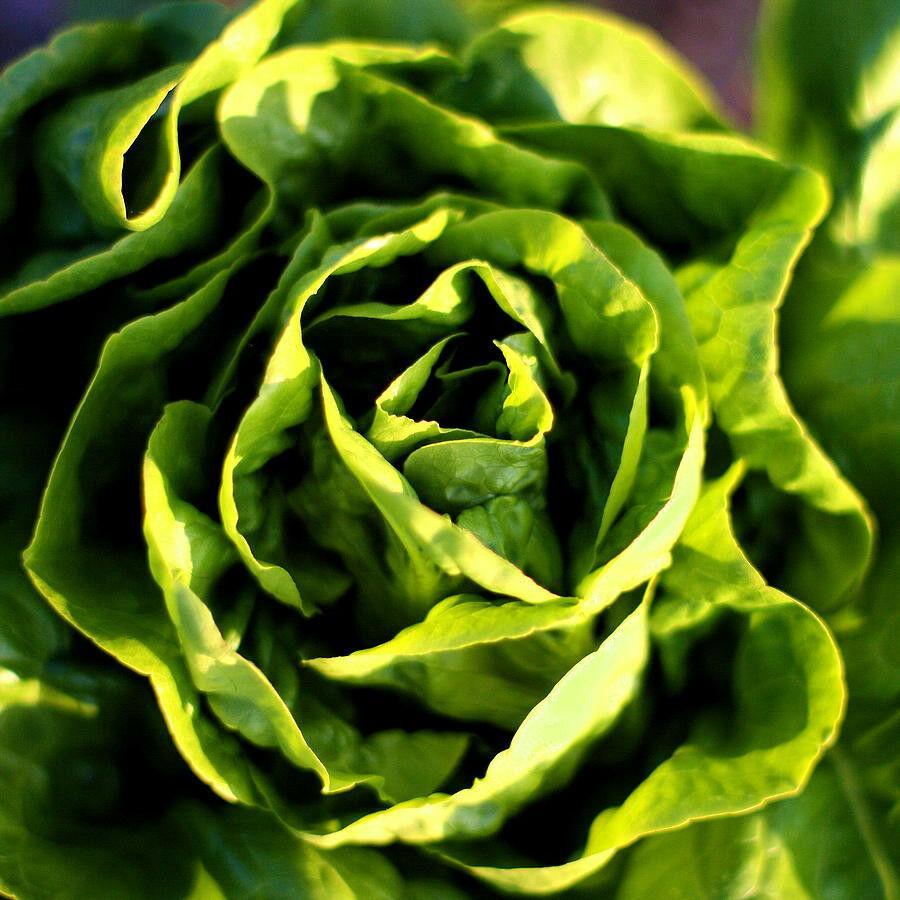 lettuce, BUTTERCRUNCH, BUTTER CRUNCH, 270 seeds! GroCo* Plants