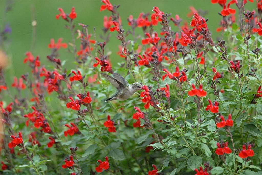 Live Autumn sage, Texas sage aka Salvia greggii Red Perennial Plant Fit ...