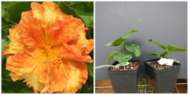 **FLAMEBALL**SMALL Rooted Exotic Tropical Hibiscus Starter Plant*Ships Bare Root - $53.99