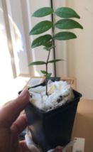 STAR CHERRY  Fruit Tree  -  Eugenia Selloi Neonita  -  Live Small Potted Plant image 3