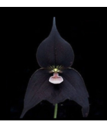 Rare Black Monkey Face Orchid Perennial Plants, long flowering fragrant attract  - $10.96