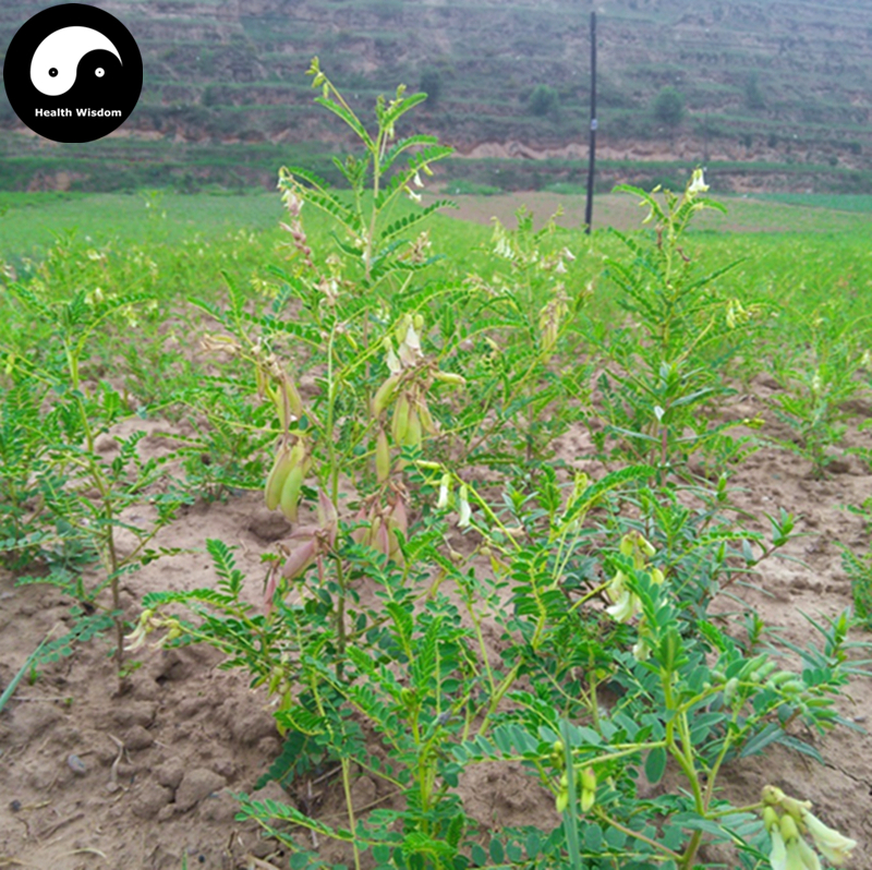 Buy Astragalus Seeds 100pcs Plant Medicinal Herb Radix Astragali For