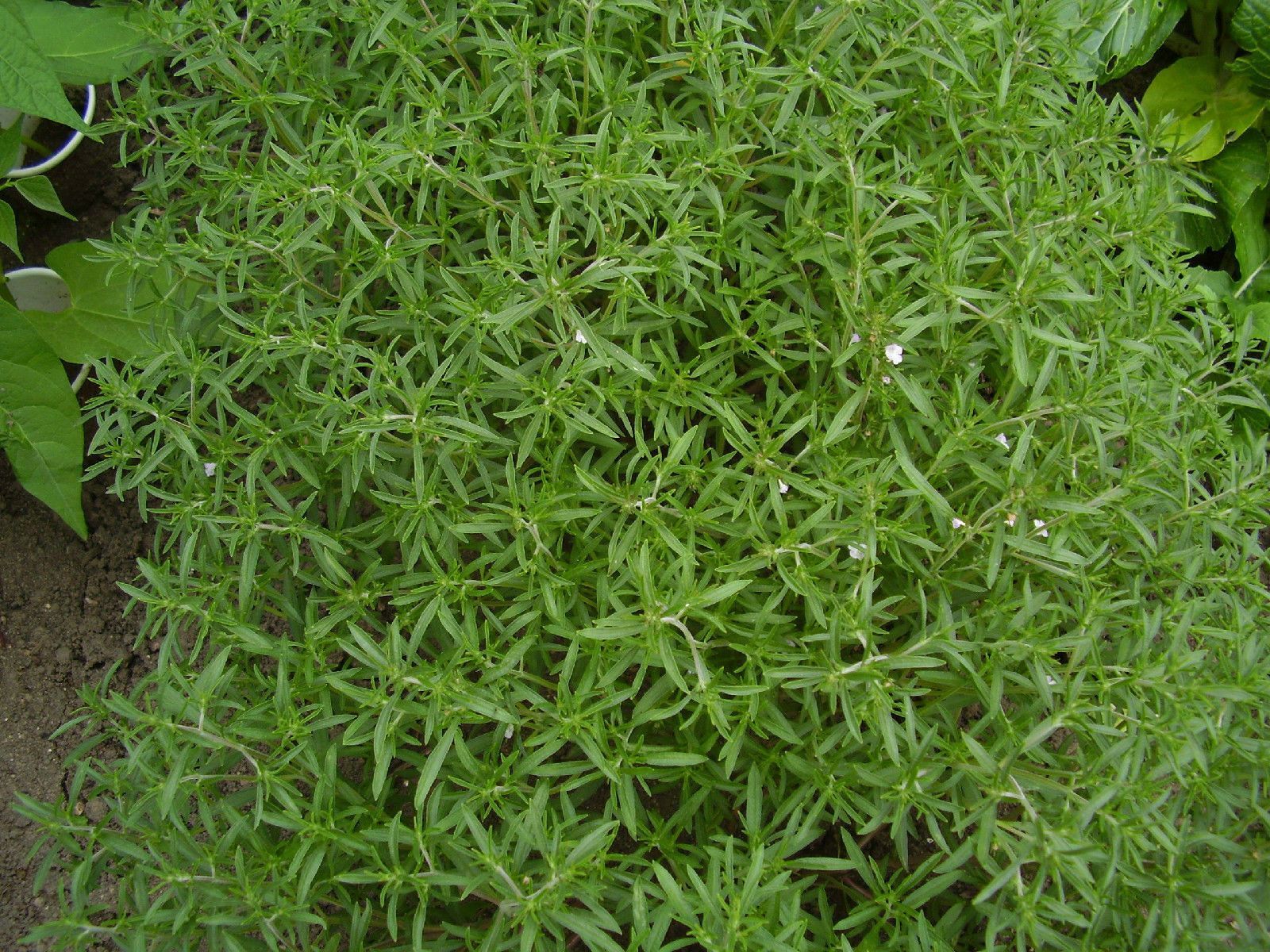 savory, SUMMER SAVORY HERB, 175 seeds! GroCo* Plants