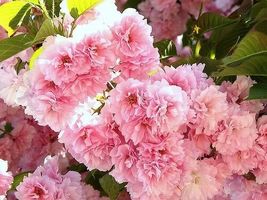 2 Kwanzan Flowering Cherry trees 2.5" pots image 5