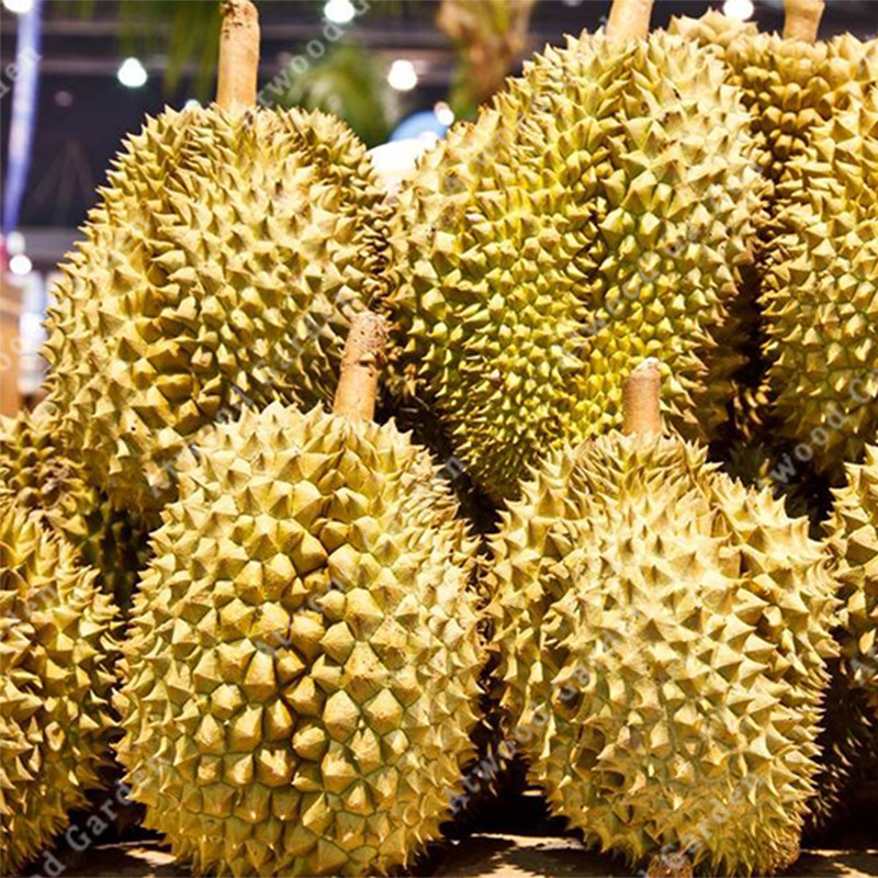 5pcs Durian Tree Seeds Delicious Tropical Fruit Bonsai Giant Outdoor