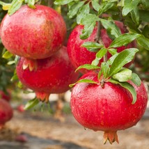 Punica granatum - Afganski Russian Pomegranate Live Plant -Garden Outdoor Living - $51.99