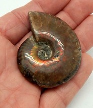 2.25&quot; Natural Red Opalized Iridescent Ammonite Fossil Specimen Madagasca... - $18.99