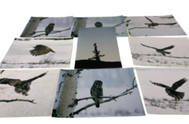 Lot of (9) Original 12x8" Snow Owl Color Photograph Photo Bird Animal Art image 1