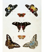 5938.Butterflies.animals.nature.POSTER.Decoration.Graphic.Science biolog... - $13.10+