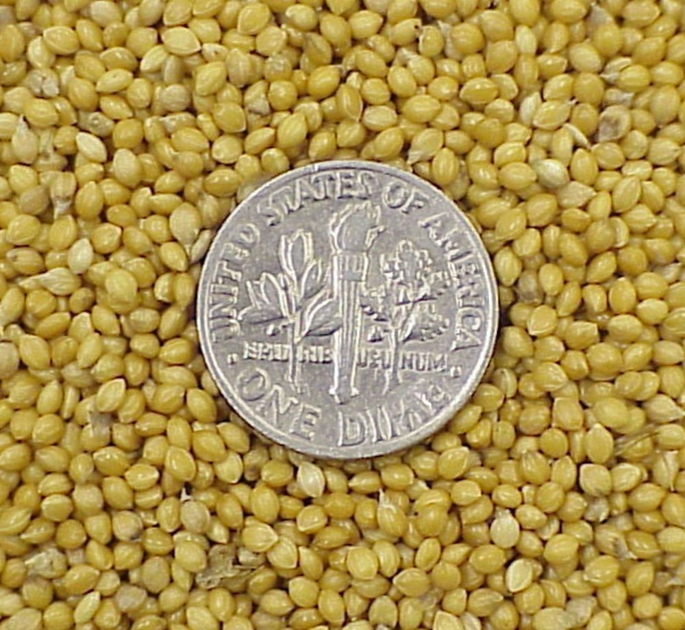 Golden German Foxtail Millet Hay Silage Forage Pasture Crop NonGMO