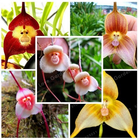 Super 100 Pcs 4 Kinds Monkey Face Orchid Rare Flower Plant Home Garden ...