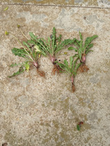 20 Fresh Wild Dandelion (Taraxacum officinale) Plant Tubers - $18.95