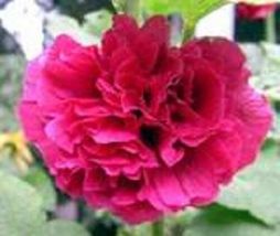 25 Pcs Scarlet Double Red Hollyhock Seeds #MNSF - $14.00