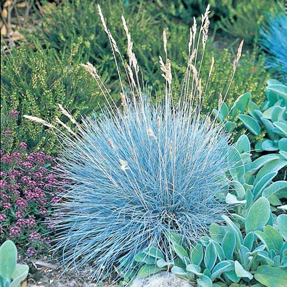 beyond blue fescue grass