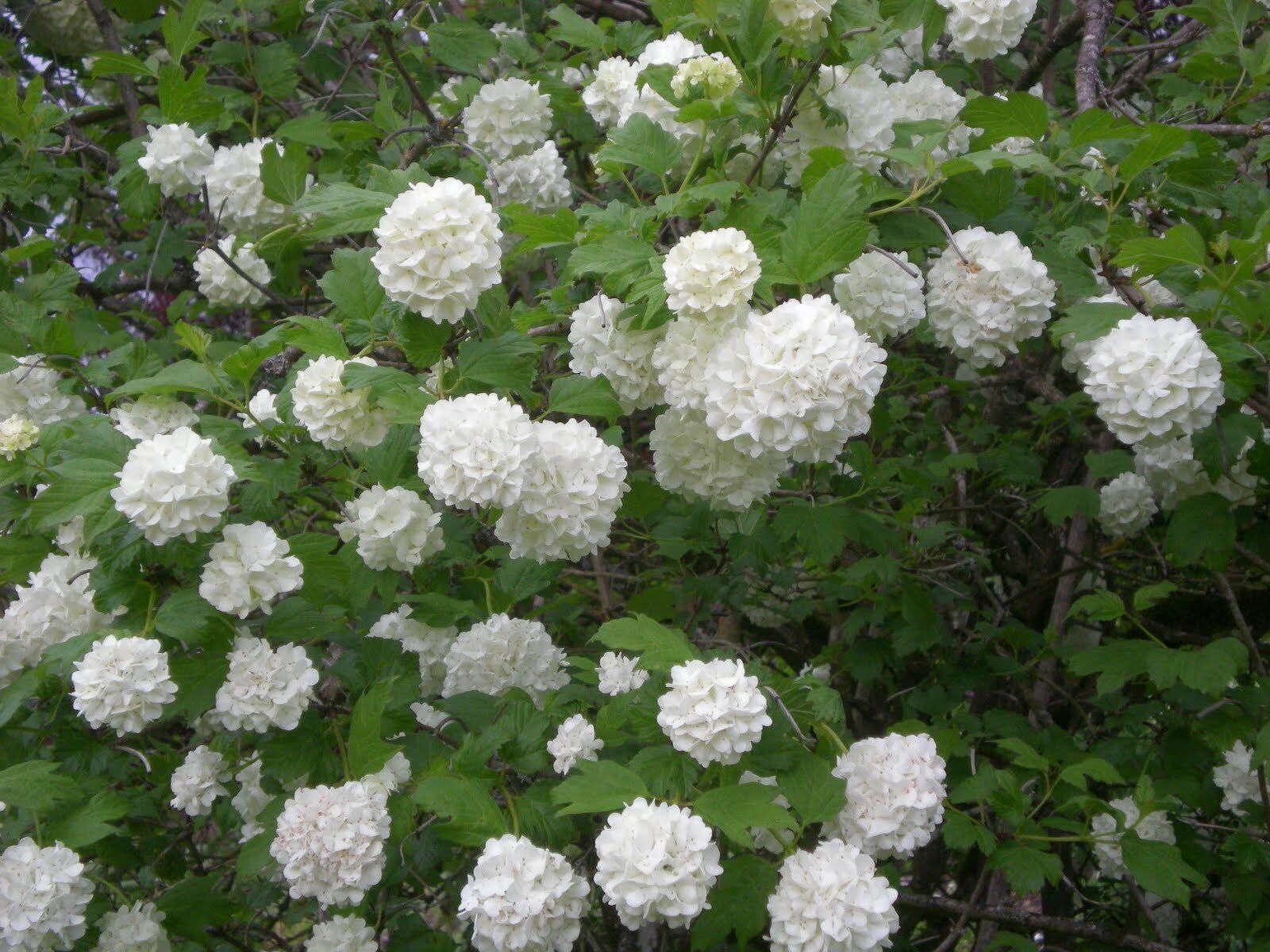 3-plants-sterile-viburnum-chinese-snowball-shrub-in-2-inch-pots-other