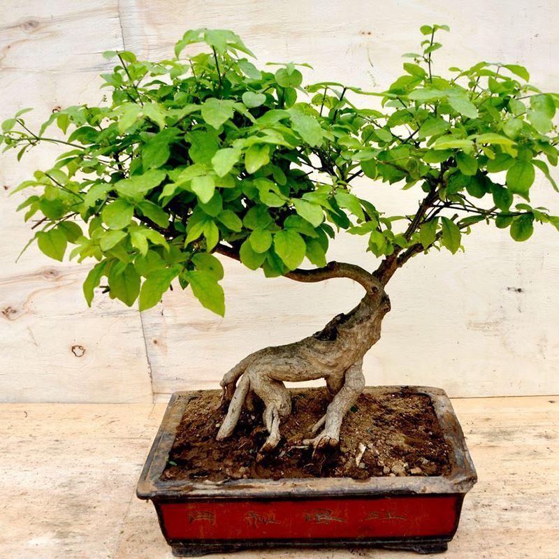 Super 30 Seeds Real Dwarf Ulmus Pumila Plant Mini Siberian Elm Bonsai
