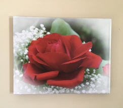 “Love&#39;s First Rose” photo 11x14 thinwrap - $95.00