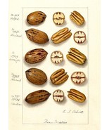 Pecan Varieties - 1907 - Illustration Magnet - $11.99