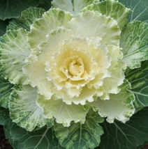 100 Osaka White flowering kale Seeds Flowering Cabbage Seed - Outdoor Living - $35.99