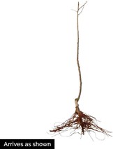 Gala Apple Dormant Starter Bare Root Fruit Tree image 2