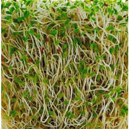 Organic Alfalfa Sprouting Seed, NON GMO -12 Oz -Country Creek LLC Brand - High S