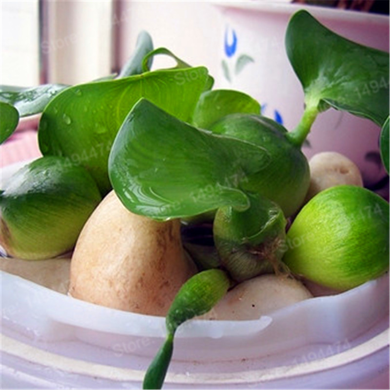 Water Hyacinth Seeds Flower Seeds Garden Pond Flowers For Garden Seeds