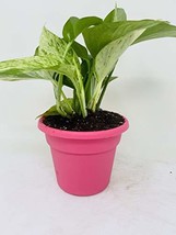 'Marble Queen' Devil's Ivy - Pothos - Epipremnum - 4.5" Unique Design Pot - Easy - $17.67