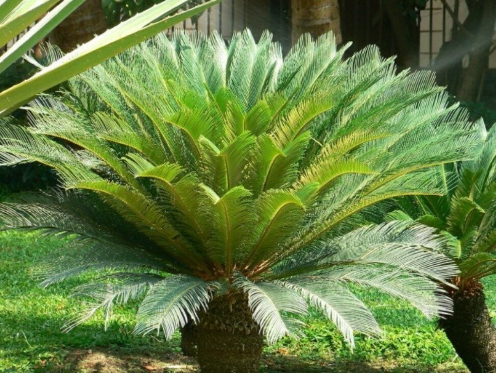 1 Live Plant 15 Cycas Revoluta Plant, King Sago Palm Tree Plant Live - DL