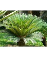 1 Live Plant 15&quot; Cycas Revoluta Plant, King Sago Palm Tree Plant Live - DL - $178.00