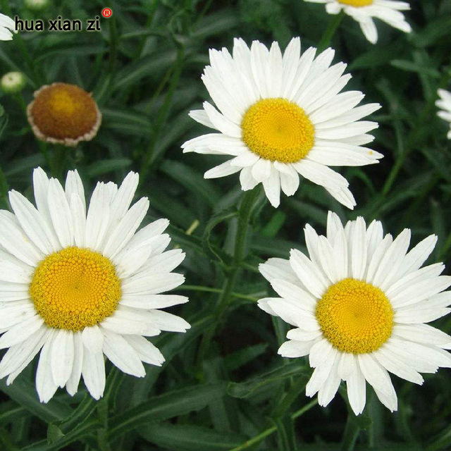 30 Pcs White Daisy Seeds Chrysanthemum Paludosum, HZ Decorative Flower