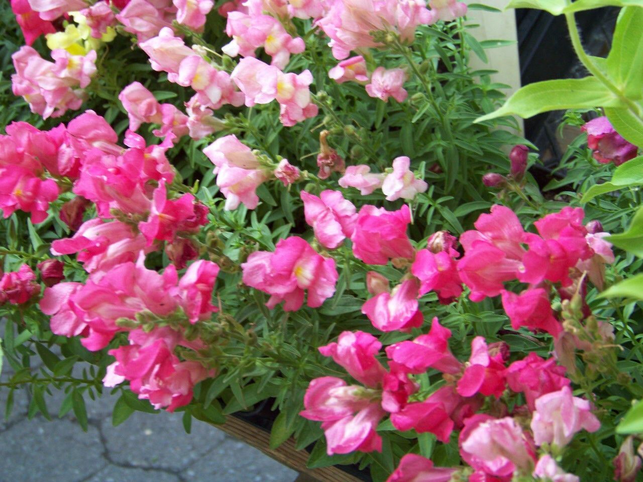 toadflax, BABY SNAPDRAGON, snap dragon 390 seeds! GroCo US USA - Plants ...