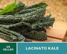250 Pcs Lacinato Kale Heirloom Seeds GMO Free Brassica oleracea Seed - $19.48