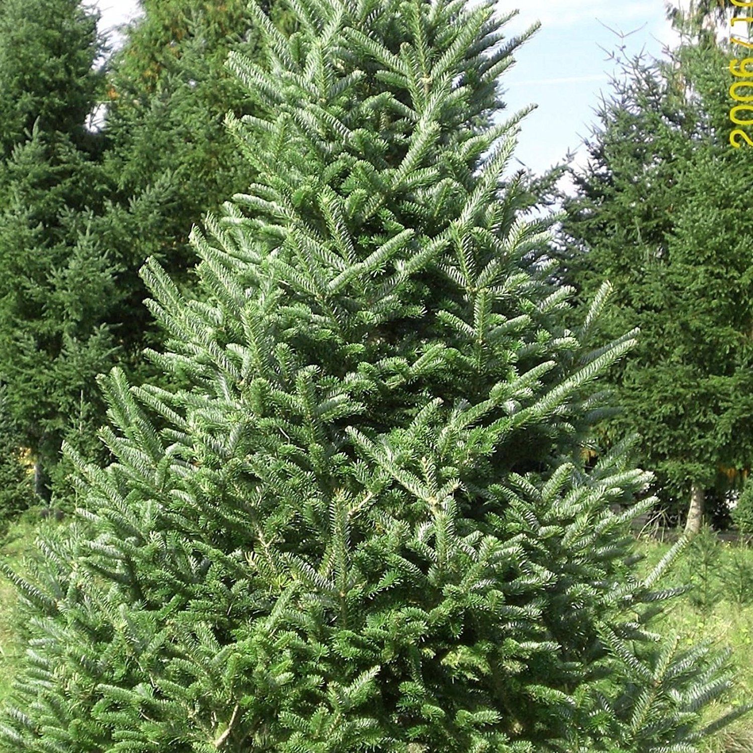 SHIP FROM US 1000 Seeds Fraser Fir Tree,DIY Tree Seeds P4 - Tree Seeds