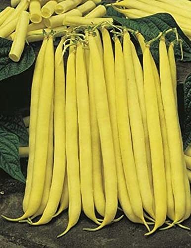 Yellow Cherokee Wax Bush Bean Seeds - 50 Count Seed Pack - Produces Beans with a
