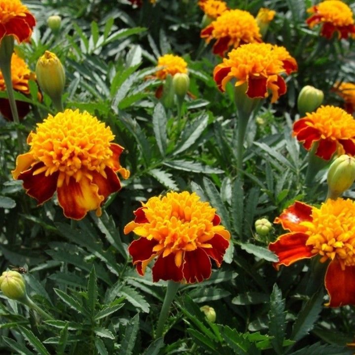 Marigold (Tagetes Patula Nana Champion Flame)- 25 seeds - Other Seeds ...