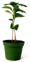 Arabica Coffee Plant - 4" Pot   #NR - $18.99