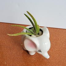 Mini Elephant Planter with Aloe Vera Succulent, Ceramic Animal Pot, Live Plant image 7