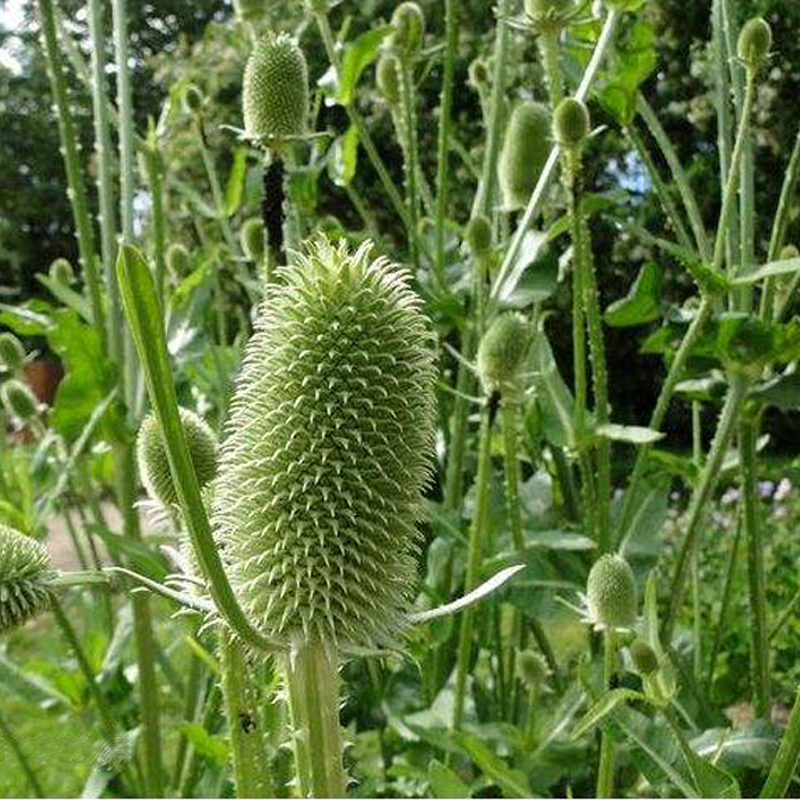 30 Velvet Grass Seed Dipsacus Sativus Teasel Beautiful Cut Flower Plant