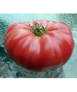 Watermelon Beefsteak Tomato 25 Seeds - Impressive! - $2.50