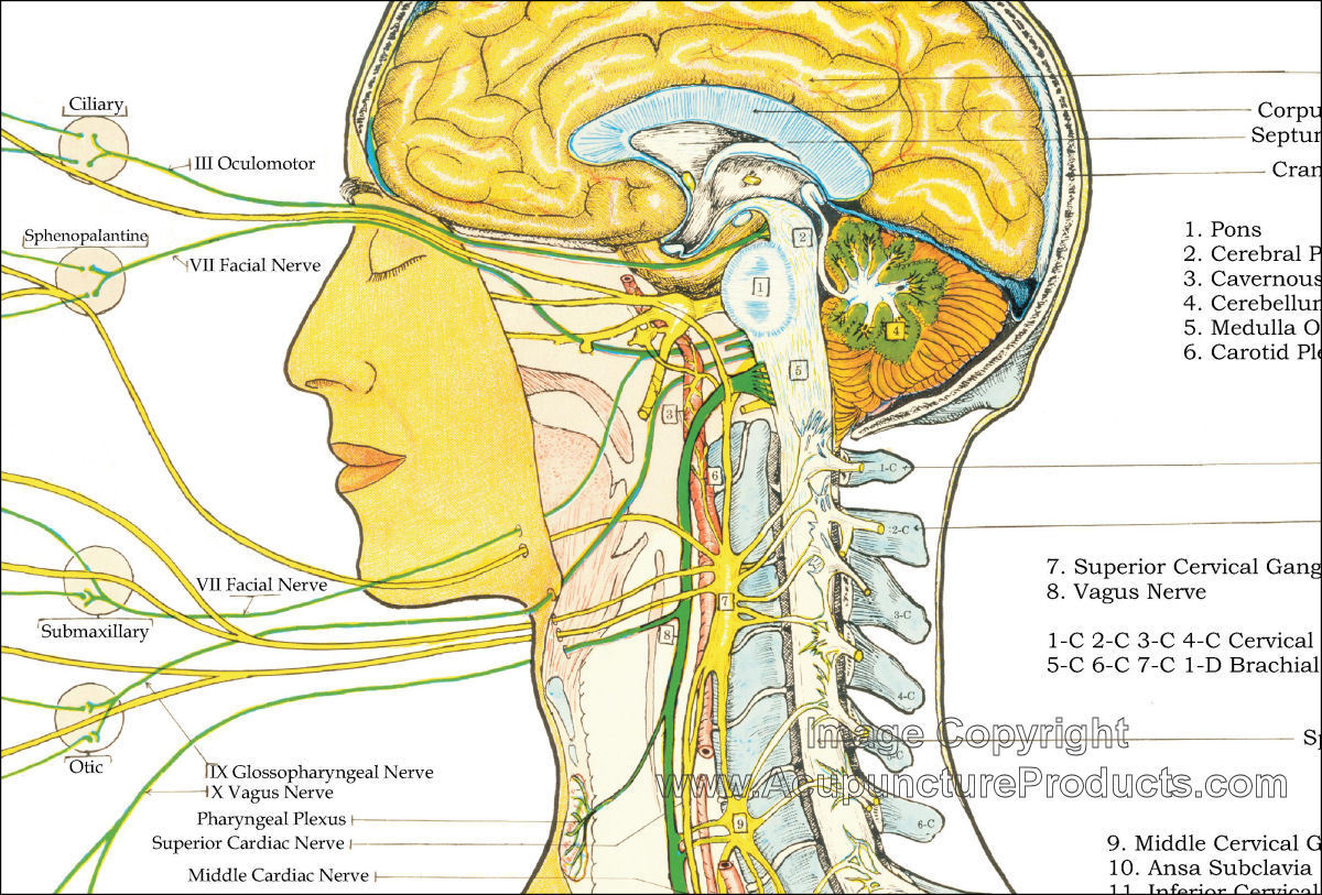 Autonomic Nervous System Poster 18 X 24 Chiropractic Chart Laminated Art Posters