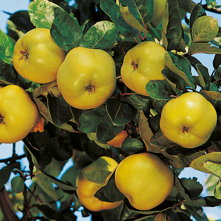 Edible Le Page Quince heirloom fruit tree hardy Pear Family LIVE PLANT