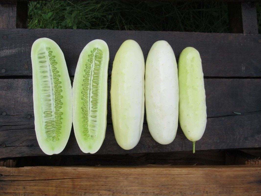 silver slicer cucumber