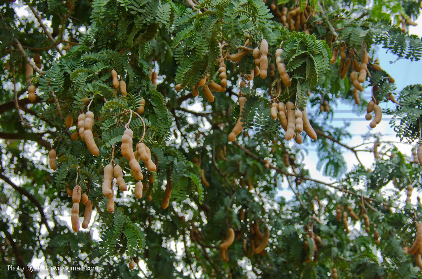 Thai Sweet Tamarind Seeds, Grow In A Pot,as A Bush Or Tree, Tamarindus 