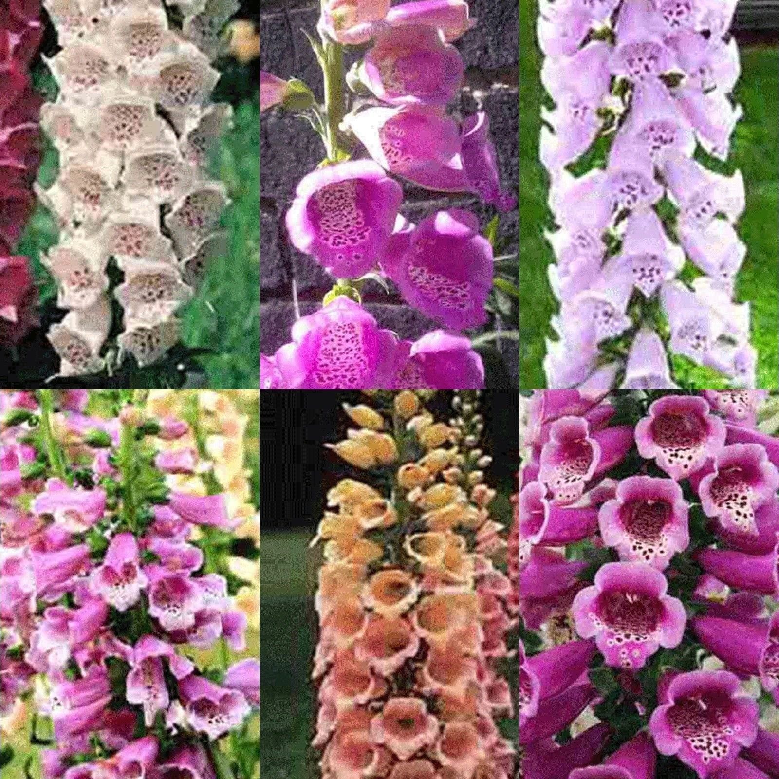 1000 Foxglove Seeds Digitalis Purpurea Excelsior Mix Deer Rabbit Resistant Cut Perennial Seeds